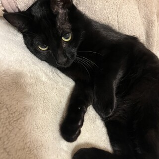 1/18ドン・キホーテ譲渡会参加黒子猫♂