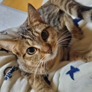 【ピンと立った耳が可愛い】シューズちゃん