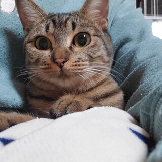 【食欲旺盛でわんぱくな】クックちゃん