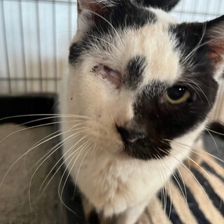 甘えん坊ラポザくん