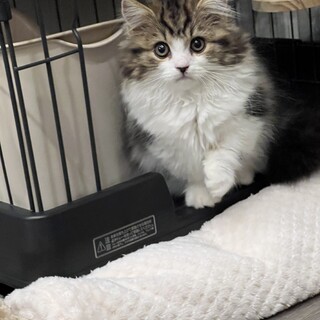 ミヌエットの子猫の里親を募集いたします