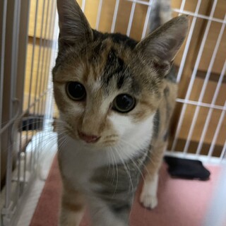 あんこ・美猫でかわいい子です