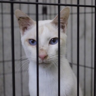 とっても人懐こい♡ブルーアイの【シルク】くん