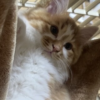 みかん・半長毛お顔に三菱のマークあり