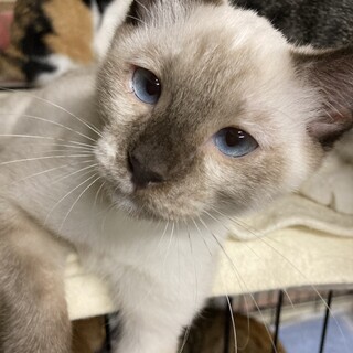 猫仲間とよく遊ぶシャムミックス女の子