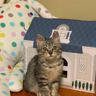 3匹兄妹♥コロコロまん丸♡プリンくん