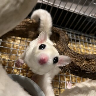 フクロモモンガリューシの女の子