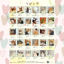 動物病院の保護猫譲渡会 サムネイル2