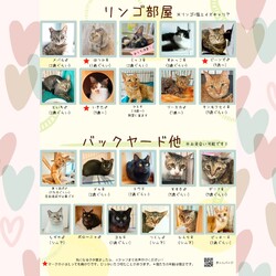 動物病院の保護猫譲渡会 サムネイル3