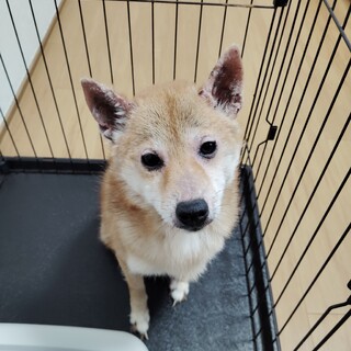 優しい里親を募集します！