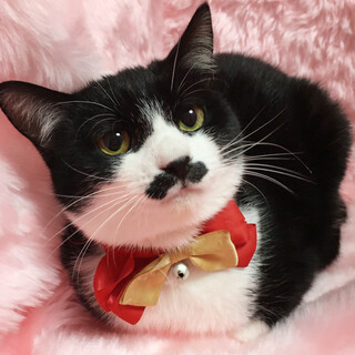 ちょびヒゲだけど女の子『むすび』６カ月