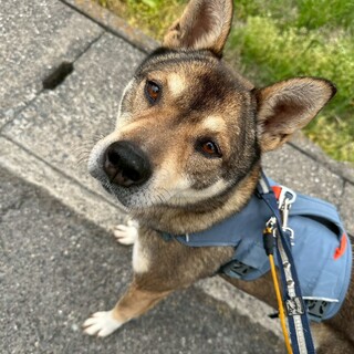 ワイルドハンサム【でんぱ】くん！