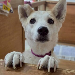 里親様決定しました！☆