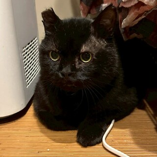 大きな体のちょっぴり怖がりさんなごん太君♪