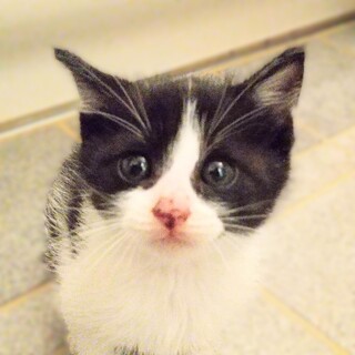 ★里親様決定★ヒトも猫も大好き！❤ムクムクくん