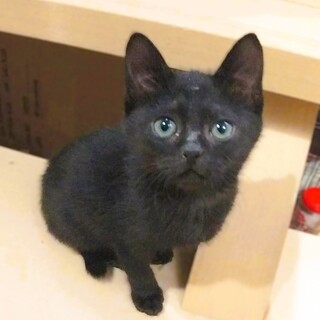 ★里親様決定★ヒトも猫も大好き！❤コロリンちゃん