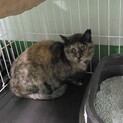 処分対象 飼い主持込み 優しく穏やかなサビ猫