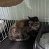 処分対象 飼い主持込み 優しく穏やかなサビ猫 サムネイル2