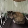 処分対象 飼い主持込み 優しく穏やかなサビ猫 サムネイル3