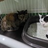 処分対象 飼い主持込み 優しく穏やかなサビ猫 サムネイル4