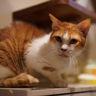 怖がりですが、優しい性格のひかり君♪