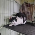 処分対象 飼主持込み 穏やかな子