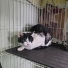処分対象 飼主持込み 穏やかな子 サムネイル1