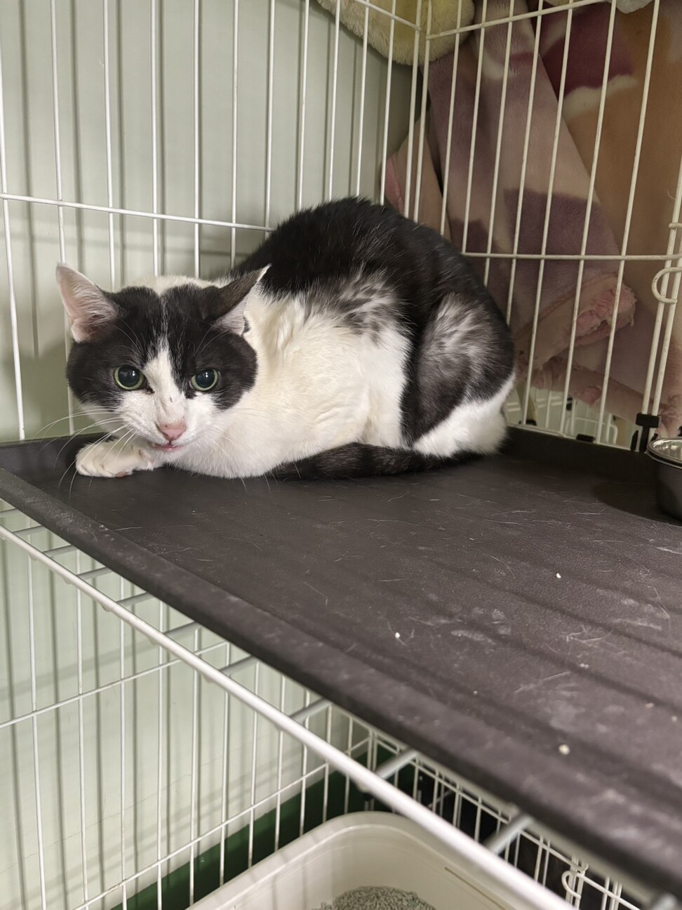 処分対象 飼主持込み 穏やかな子 サムネイル2