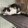処分対象 飼主持込み 穏やかな子 サムネイル2