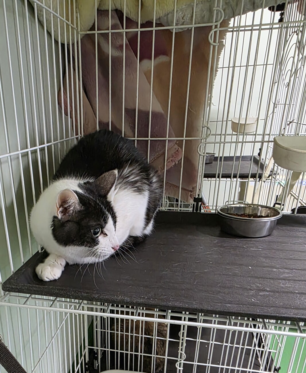 処分対象 飼主持込み 穏やかな子 サムネイル3