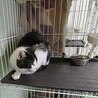処分対象 飼主持込み 穏やかな子 サムネイル3