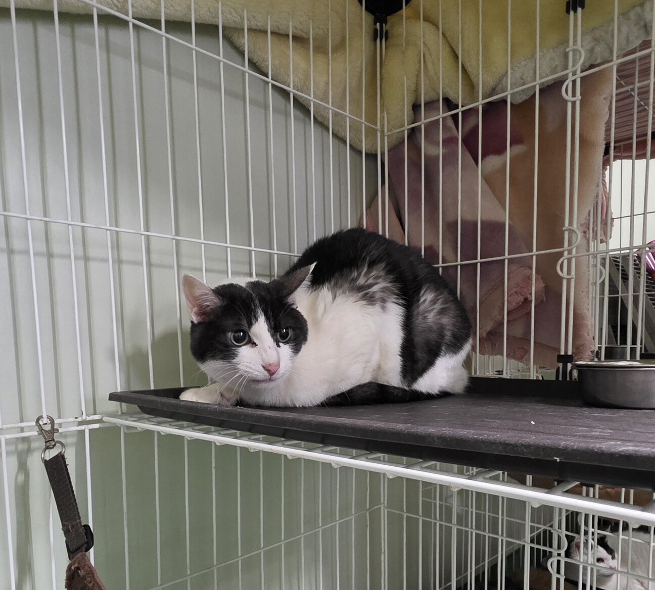 処分対象 飼主持込み 穏やかな子 サムネイル4