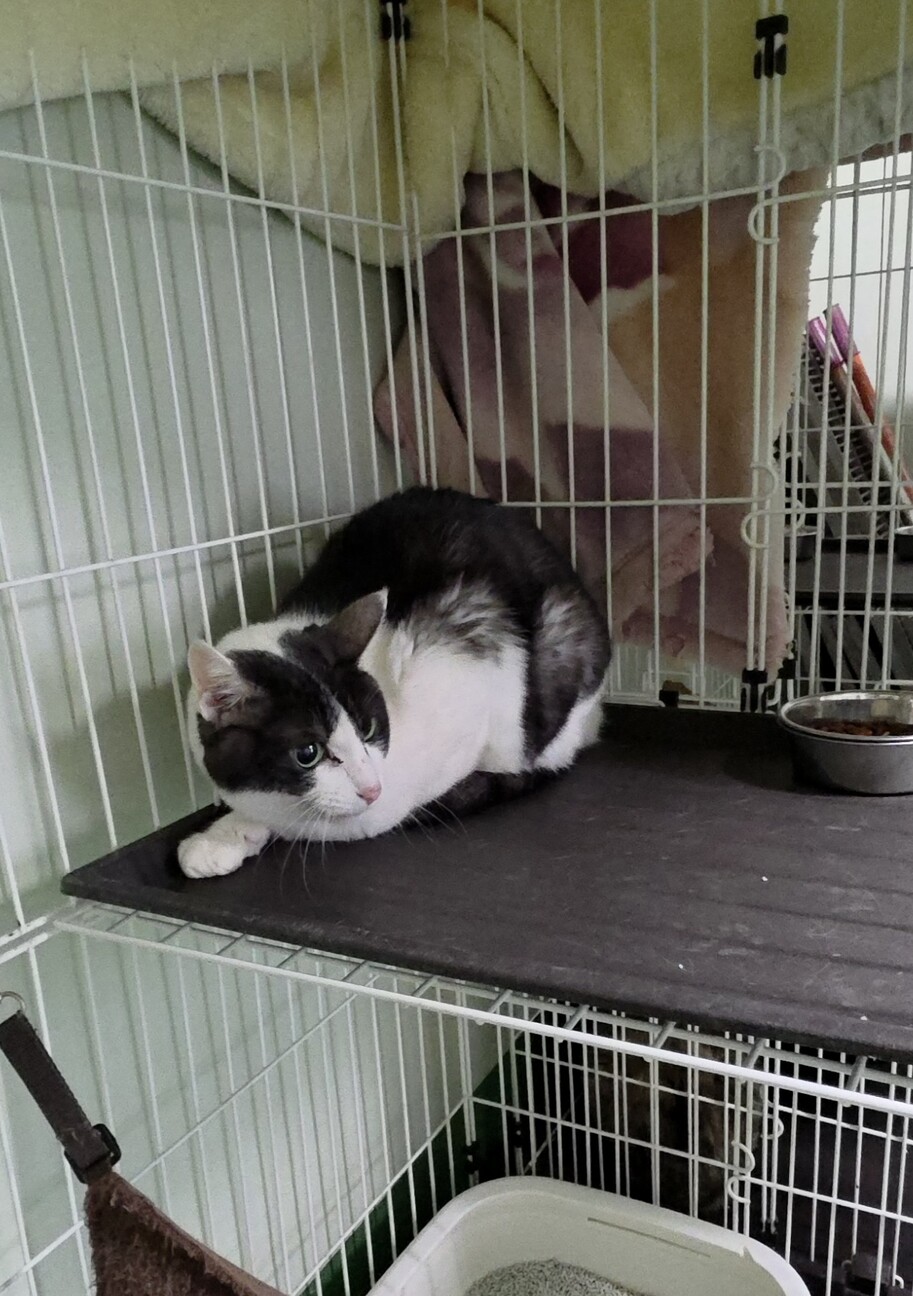 処分対象 飼主持込み 穏やかな子 サムネイル5