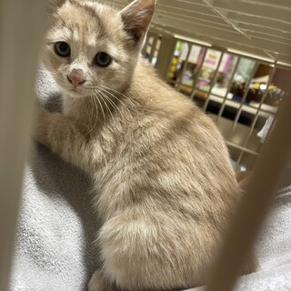 ミルク・頭の良いミルクティーの色合い