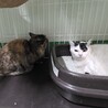処分対象 飼主持込み 甘えん坊な女の子 サムネイル2