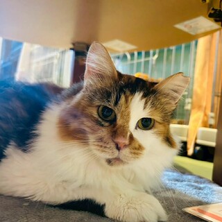 なでなでしてほしくて鳴いて呼ぶみーとん♪