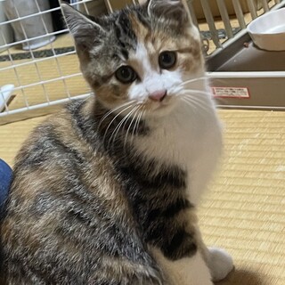 ひわ・少し気がつよい美人な女の子