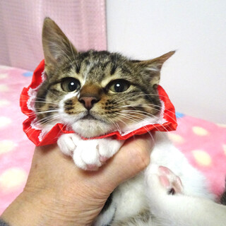 少しビビリで可愛いキジ白★アイちゃん３カ月