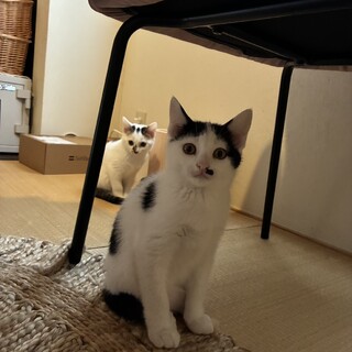 推定2ヶ月メスのめだかちゃん。可愛く活発です！