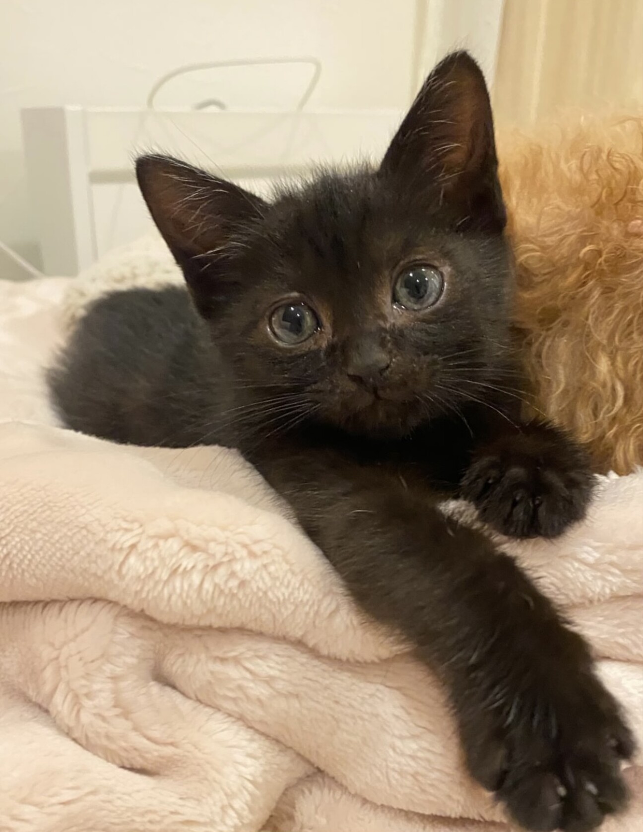 クロム様 ご確認ページ 黒猫ちゃん主役(*´˘`*)♡ クロム様 ご確認ページ 黒猫ちゃん主役(*´˘`*)♡ おは☀️ なかよち