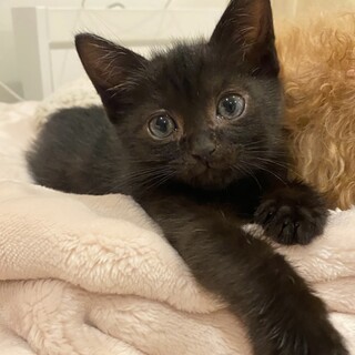 クロムくん里親様決定！」千葉県 - 猫の里親募集(533128) :: ペットの