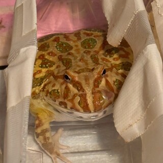 クランウェルツノガエル ３匹