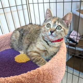 【12/27東銀座】リンちゃん★３ヵ月♪