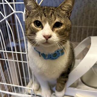 【天天】2歳キジ白♂大柄おっとりおしゃべり男子