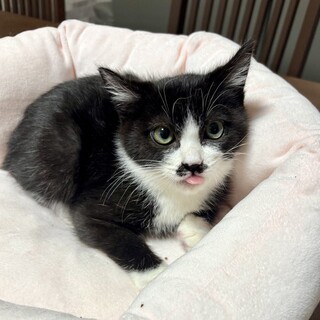 【1/25東銀座】だるまくん★３ヵ月半♪