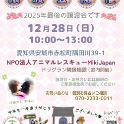 保護犬の譲渡会開催します