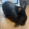 黒のミニウサギ　引き取り限定飼育セットつき