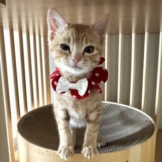 【12/27東銀座】チャコくん★２ヵ月半♪