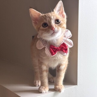 【12/27東銀座】モコくん★２ヵ月半♪