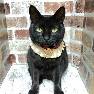 【12/27日東銀座】かぶとくん★２歳♪